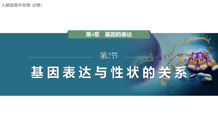 4.2 基因表达与性状的关系-2023-2024学年高一生物人教版必修第二册课件(共56张PPT)