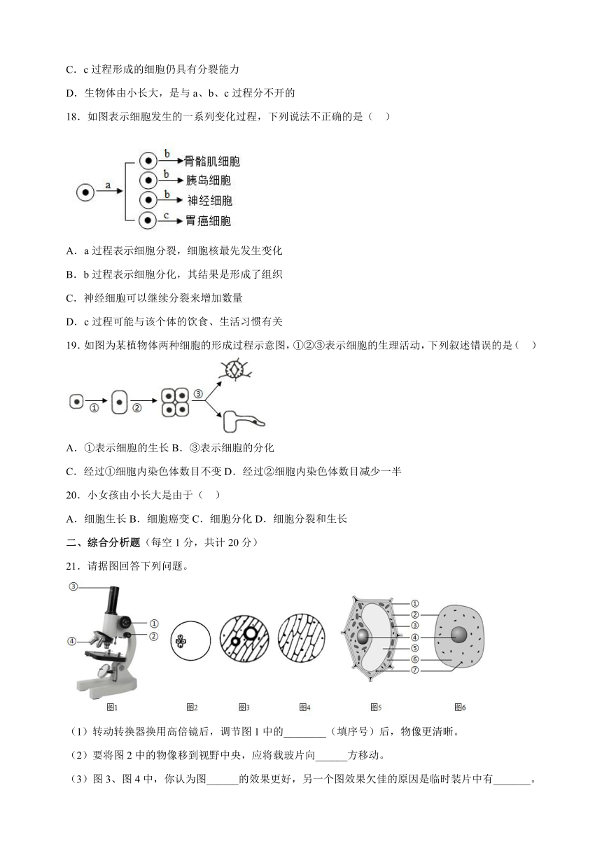 4.8《生物体有相同的基本结构》检测卷（含解析）2023-2024学年苏科版七年级生物下册