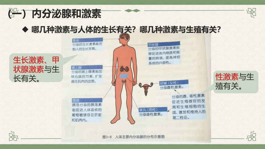 3.2 人体的激素调节（课件 15张ppt）