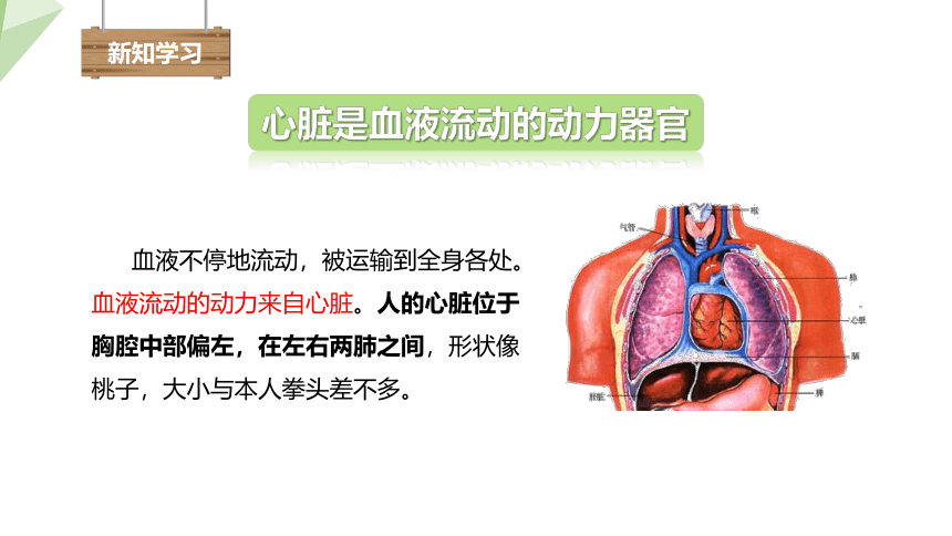 4.9.2 血液循环 第2课时 课件(共22张PPT内嵌视频1个) 2023-2024学年初中生物北师版七年级下册