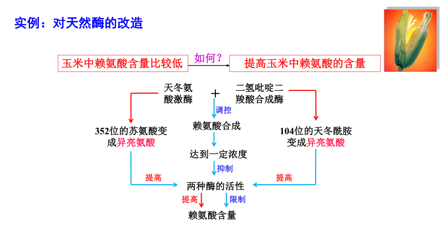 3.4蛋白质工程的原理和应用新教材课件(共24张PPT)-2022-2023学年高二下学期生物人教版（2019）选择性必修3