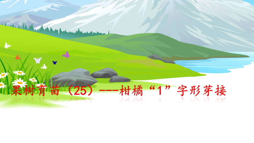 2.4.1柑橘“1”字形芽接 课件(共13张PPT)-《果树生产技术》同步教学（中国农业出版社）