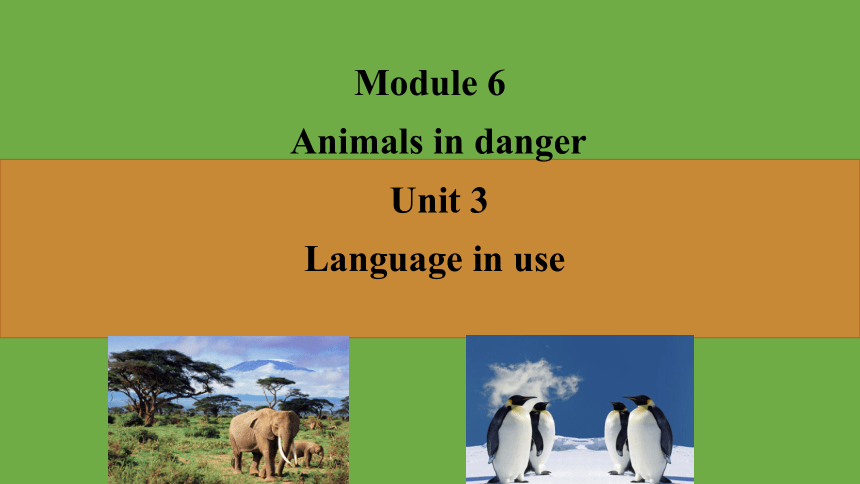 初中英语外研版八上Module 6 Animals in danger.  Unit3 课件(共26张PPT)