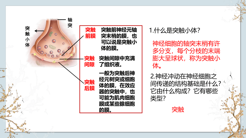 1.1 神经调节（第3课时）(共17张PPT)-2023-2024学年高二生物上册(苏教版2019选择性必修1)