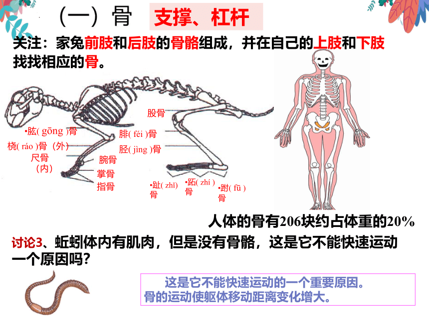 5.2.1动物的运动课件(共19张PPT) 人教版生物八年级上册