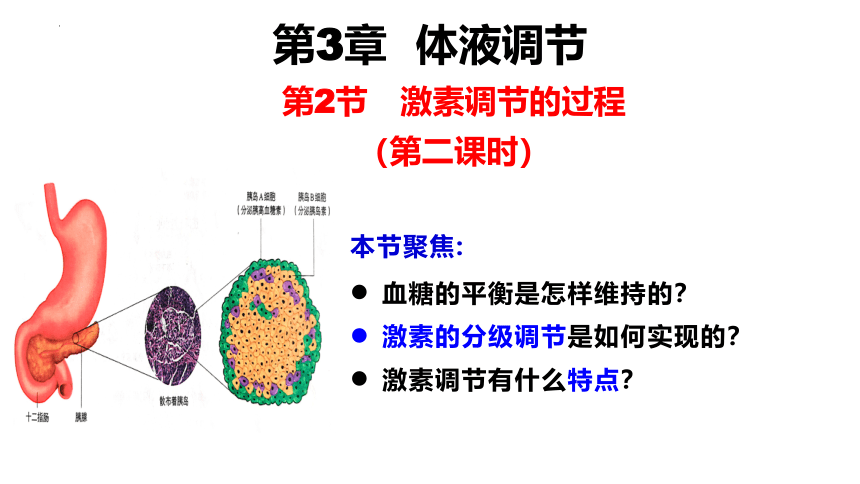 3.2激素调节的过程第2课时课件（共18张PPT1个视频）2023-2024学年高二上学期生物人教版选择性必修1