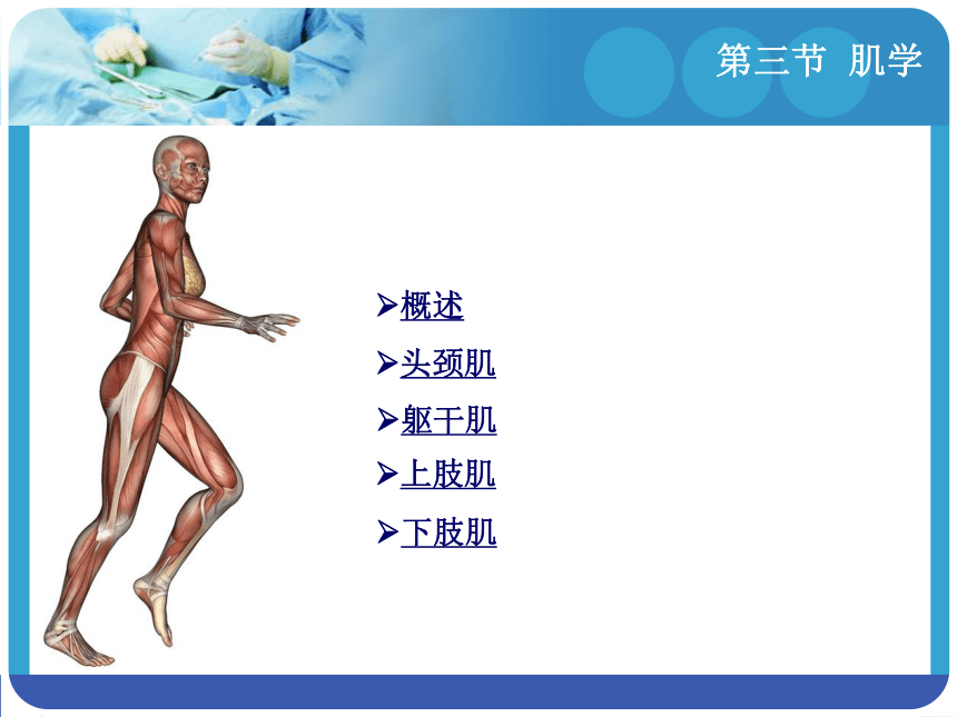 2.3 肌学 课件(共57张PPT)-《解剖学基础》同步教学（江苏大学出版社）