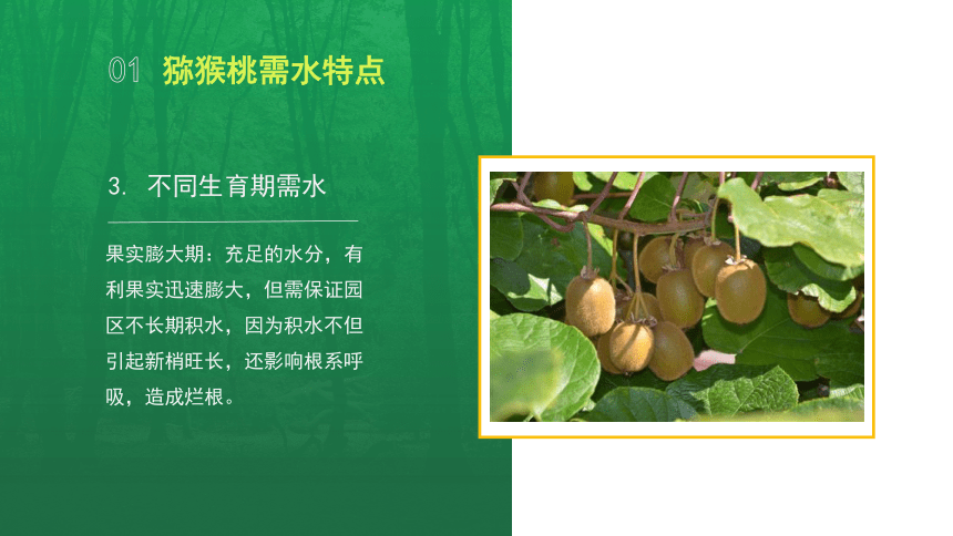 6.2.2猕猴桃果园水肥管理 课件(共19张PPT）-《果树生产技术》同步教学（中国农业出版社）