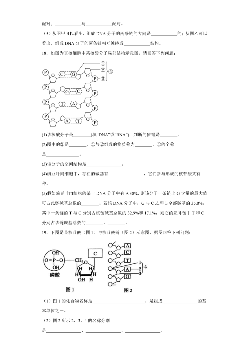 3.2DNA分子的结构 练习（含解析）