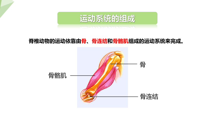 4.1.1 运动的基础  课件 (共27张PPT)2023-2024学年初中生物冀少版八年级上册