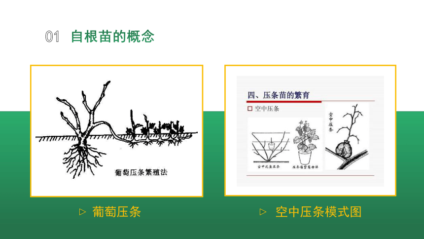 2.1.1果树自根苗的特点 课件(共12张PPT)-《果树生产技术》同步教学（中国农业出版社）