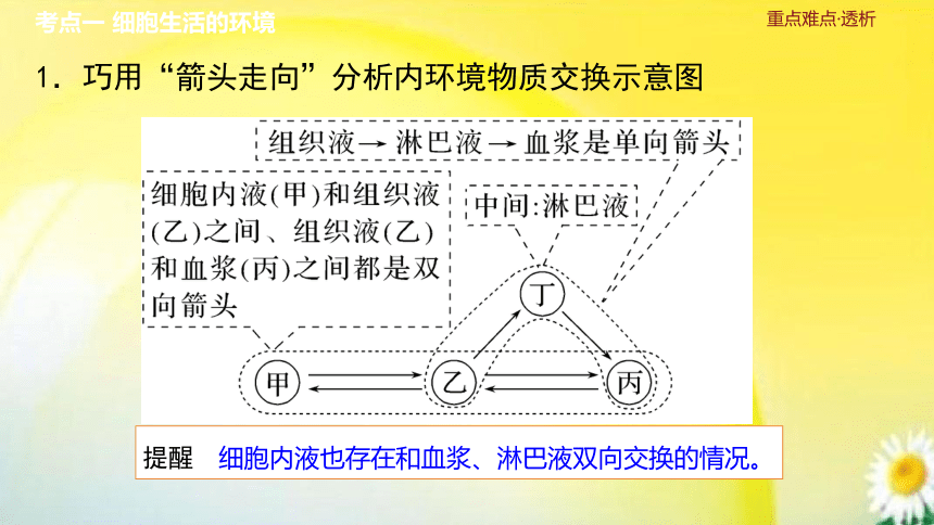 高三生物总复习课件-选择性必修1 稳态与调节：第29讲　人体的内环境与稳态(共29张PPT)