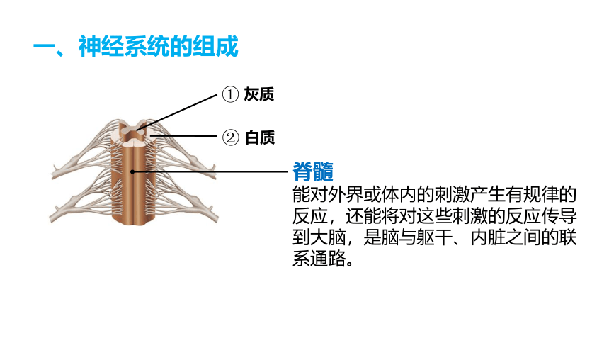 4.6.2 神经系统的组成 课件(共19张PPT) 人教版生物七年级下册