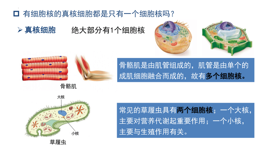 3.3细胞核的结构和功能  课件生物人教版必修1(共31张PPT)