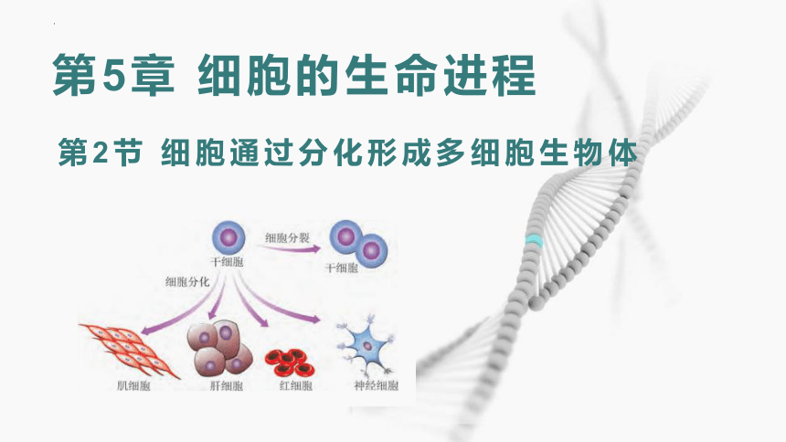 5.2 细胞通过分化形成多细胞(共18张PPT)生物体-高一生物学（沪科2020必修1）