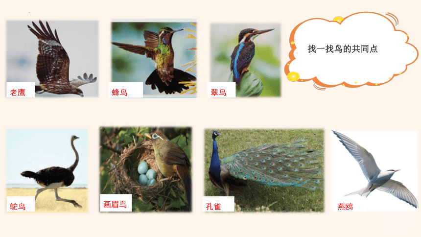 苏教版（2017秋）科学四年级上册3.鸟类（课件）(共22张PPT)