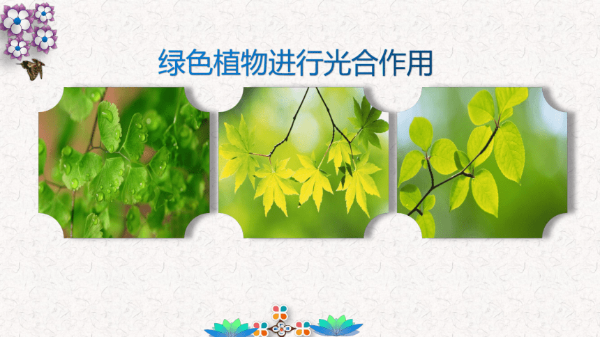 3.4 绿色植物是生物圈中的有机物的制造者-2023-2024学年七年级生物优质课件（人教版）(共17张PPT)