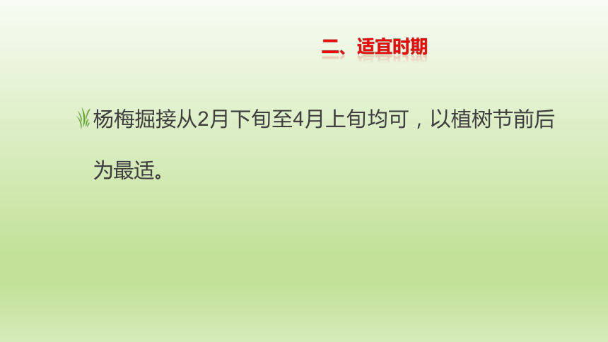 2.4.3杨梅掘接 课件(共15张PPT）-《果树生产技术》同步教学（中国农业出版社）