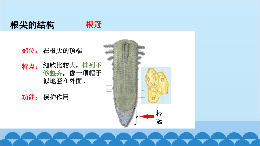 3.2.2植株的生长课件(共36张PPT)人教版生物七年级上册