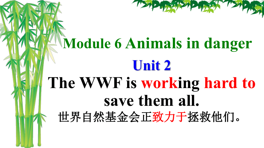 Module6 Unit 2 The WWF is working hard to save them all. 课件(共42张PPT)