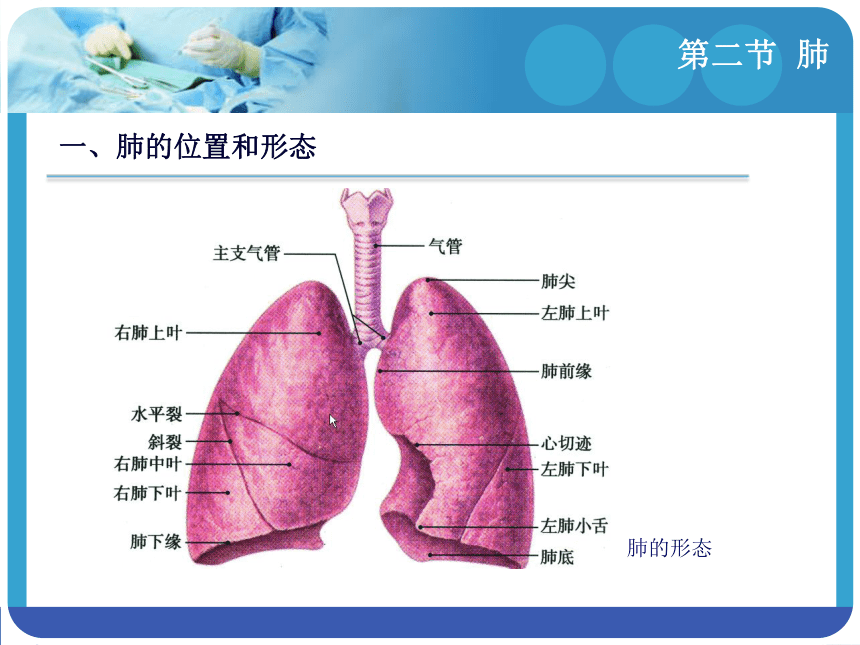 4.2肺 课件(共11张PPT)-《解剖学基础》同步教学（江苏大学出版社）