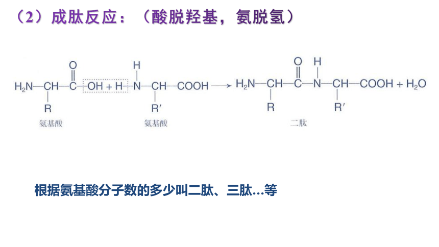 4.2 蛋白质-高二化学课件(共24张PPT)（人教版选择性必修3）