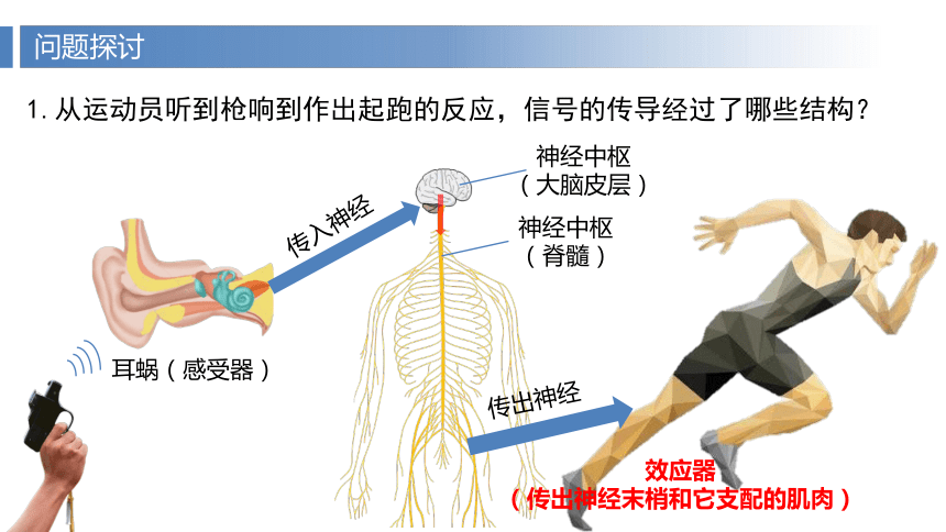 2.3 神经冲动的产生和传导（第1课时）课件(共37张PPT2个视频)-2023-2024学年高二上学期生物人教版（2019）选择性必修一