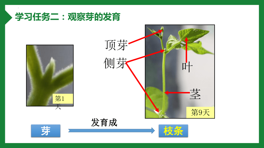 3.2.2 植株的生长课件(共31张PPT+内嵌视频1个)人教版七年级生物上册