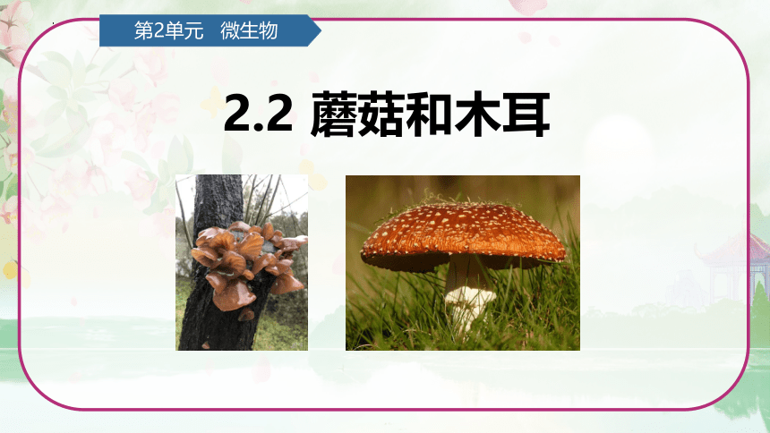 第2单元   微生物 2.2 蘑菇和木耳 （课件）(共13张PPT)青岛版六年级科学上册