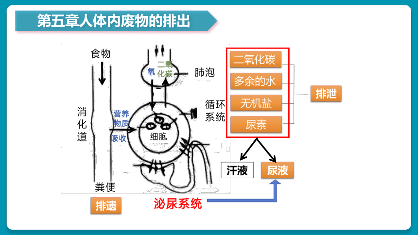 第5~7章 人体内废物的排出&生命活动调节&人类活动对生物圈的影响（复习课件）-七年级生物下册同步备课系列（人教版）