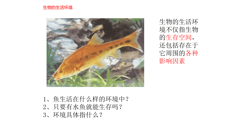 1.2.1生物与环境的关系课件(共35张PPT)