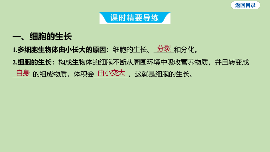 2.3.1细胞的分裂习题课件(共17张PPT)2023-2024学年六年级生物鲁科版（五四学制）