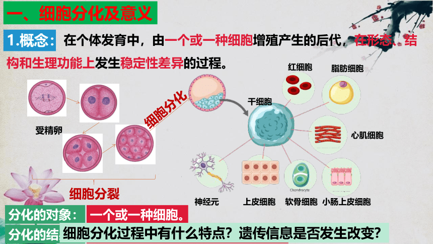 6.2细胞的分化（共31张ppt、含3份视频）生物人教版（2019）必修1