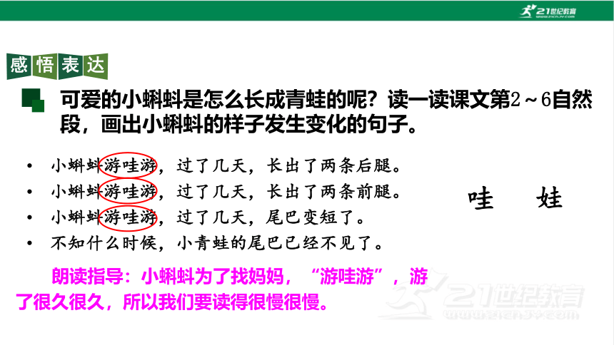 1小蝌蚪找妈妈课件