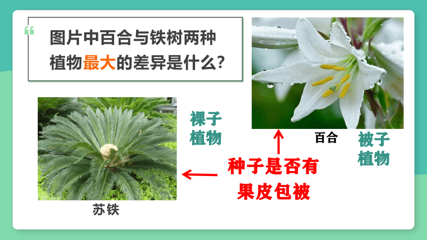 2.5常见的植物（第2课时）（课件 30张PPT）