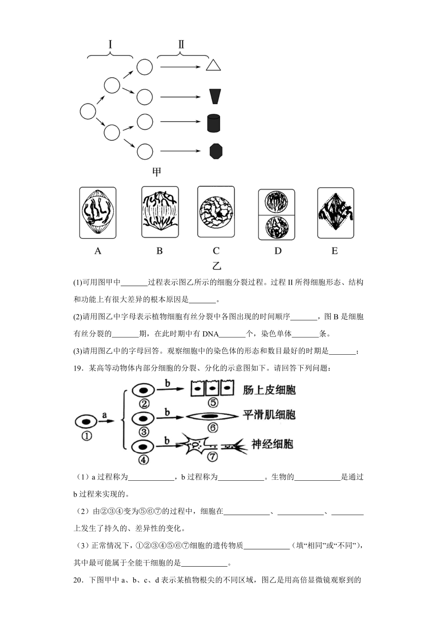 6.2 细胞的分化 测试题（有解析）2023-2024学年高中生物学人教版（2019）必修1