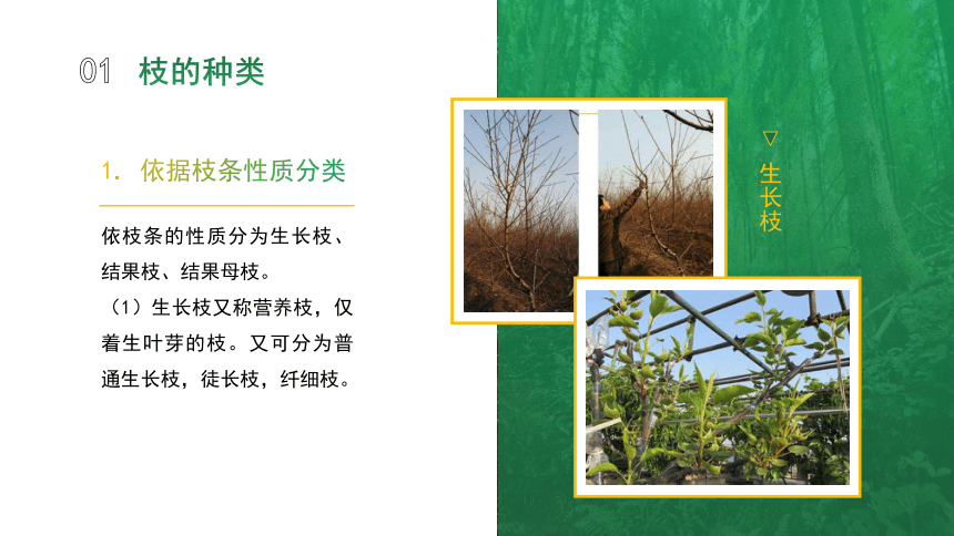 1.2.2果树的枝 课件(共16张PPT)-《果树生产技术》同步教学（中国农业出版社）