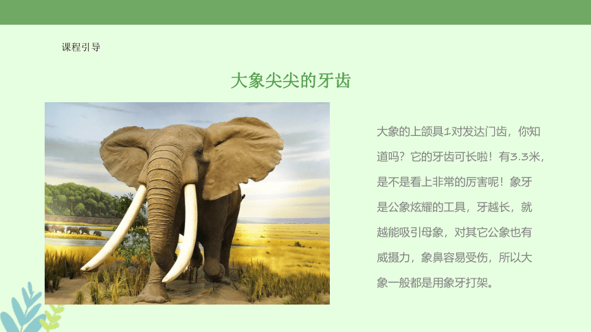 社团课程《大象妈妈和宝宝》小学延时服务 课件 (22张PPT)