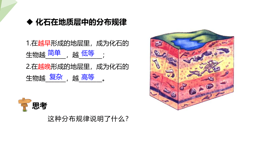 7.21.2 生物的进化 第1课时 课件(共24张PPT) 2023-2024学年初中生物北师版八年级下册