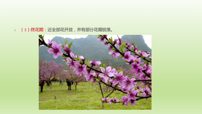 1.3.5花芽分化与开花结果 课件(共38张PPT）-《果树生产技术》同步教学（中国农业出版社）