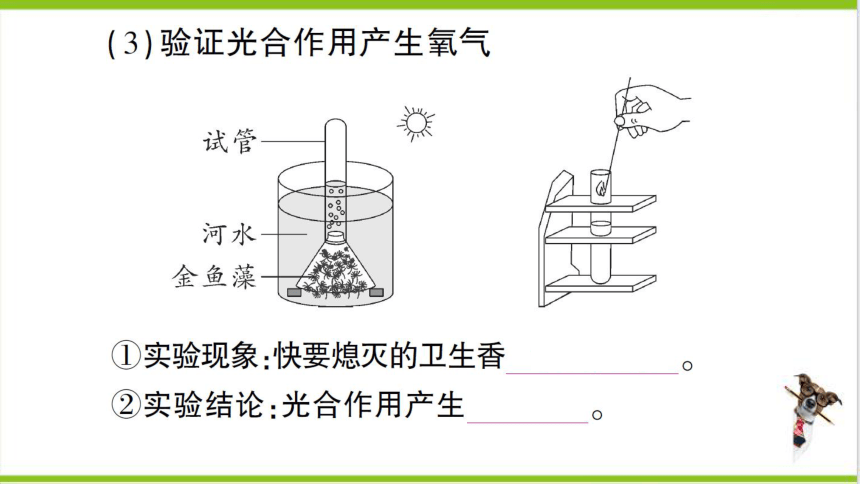 【掌控课堂-创优作业】人教版生物七(上)期末复习 专题四 植物的三大生理作用及爱护植被 (课件版)