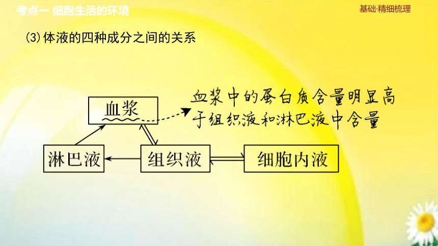 高三生物总复习课件-选择性必修1 稳态与调节：第29讲　人体的内环境与稳态(共29张PPT)