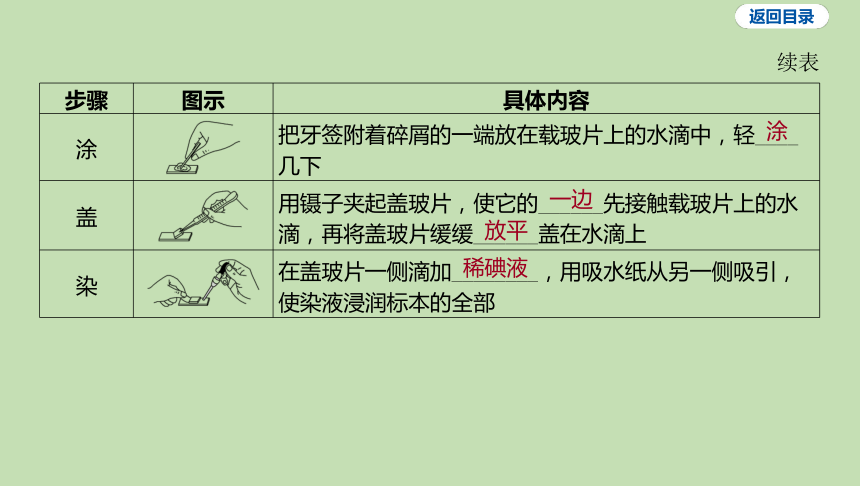 2.1.3 观察动物细胞课件（共21张PPT）2023-2024学年六年级生物鲁教版（五四学制）