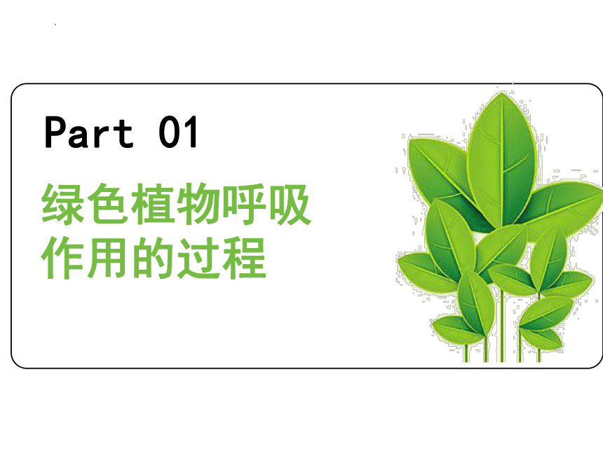 3.5.2 绿色植物的呼吸作用2023-2024学年七年级生物上册同步教学精品课件（人教版）(共27张PPT)
