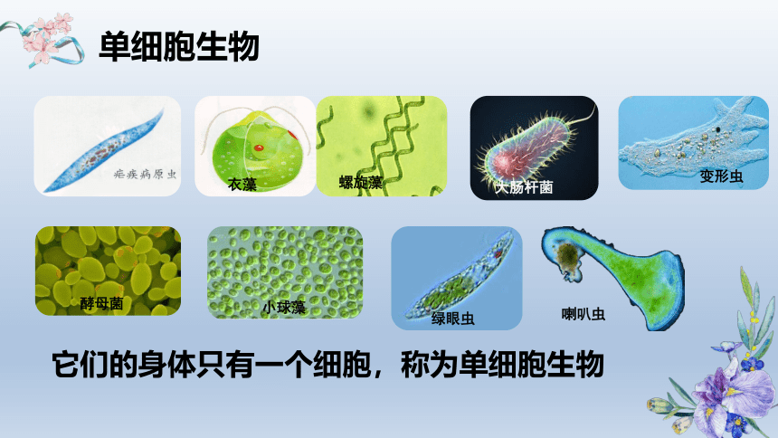 2.2.4单细胞生物课件(共19张PPT)