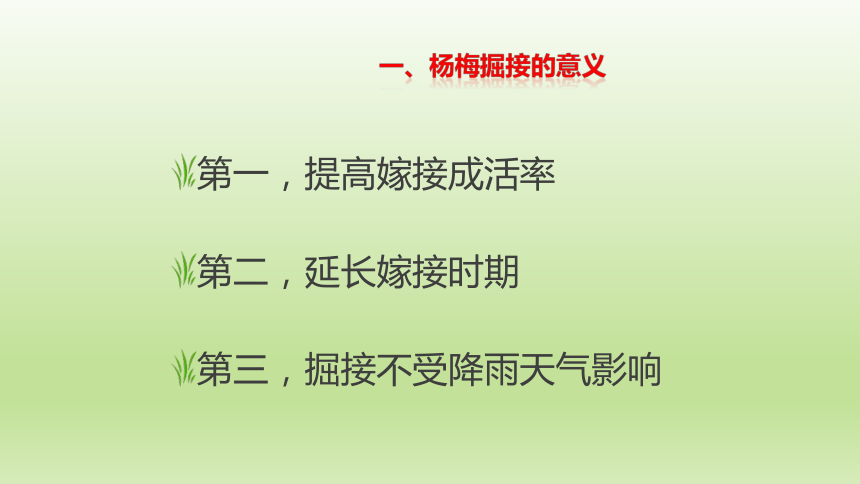 2.4.3杨梅掘接 课件(共15张PPT）-《果树生产技术》同步教学（中国农业出版社）