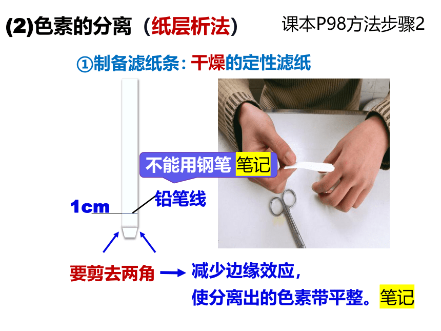 5.4.1 捕获光能的色素和结构（第1课时）课件(共30张PPT)-2023-2024学年高一上学期生物人教版（2019）必修1