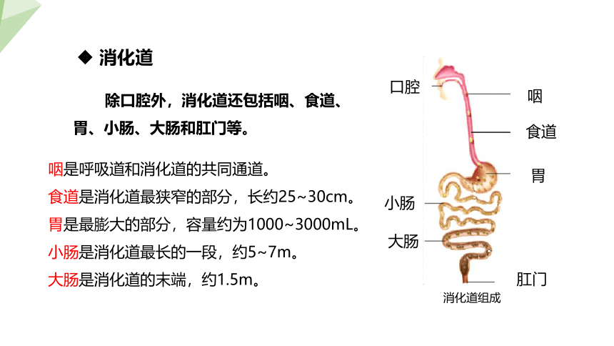 4.9.2 人体的消化吸收 课件 (共26张PPT)2023-2024学年初中生物苏教版七年级下册