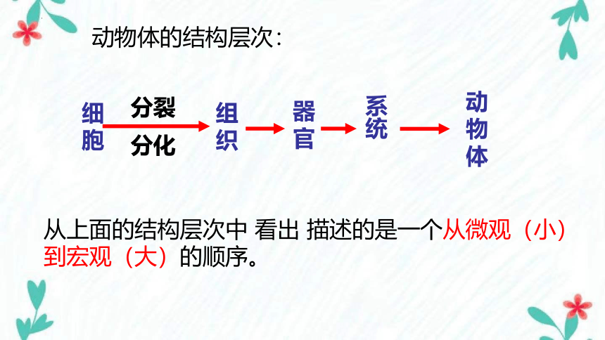 2.2.3植物体的层次结构课件(共24张PPT) 人教版生物七年级上册