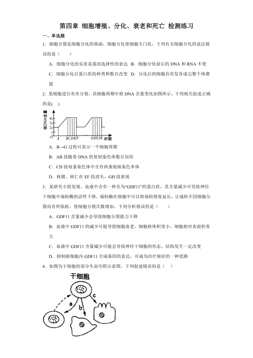 第四章 细胞增殖、分化、衰老和死亡 检测练习（含解析）苏教版（2019）必修1 分子与细胞